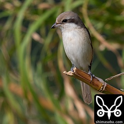 シマアカモズ成鳥メス。