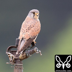 一瞬、チョウセンチョウゲンボウに見えたチョウゲンボウ成鳥オス。うっかり間違えそうな個体です。