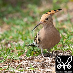 八重山、沖縄のヤツガシラは3月中旬から4月上旬にかけてがピークとなります。