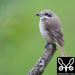 シマアカモズも繁殖地に向け渡り、どんどんいなくなっています。