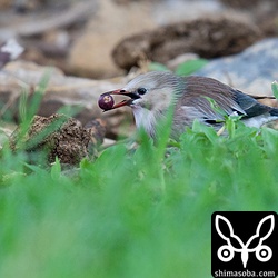 ギンムクドリは落ちた木の実を拾って食っていた。カラムクドリは降りずに樹上で食っていました。