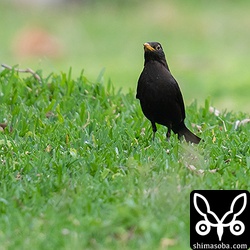 この個体は警戒心はあまりなかったが、カラスにはよく反応していた。