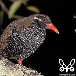 樹上で休んでいたヤンバルクイナ。