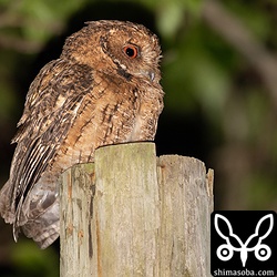 杭のてっぺんで鳴いていたオオコノハズクのメス。ここのカップルはオス、メスが識別できています。