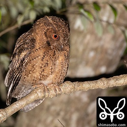 側溝を通るネズミを待ち構えていると思われるオオコノハズク。