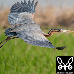 どこからともなく飛んできたムラサキサギを車内から手持ちでとっさに撮影。取り回しがいいととっさの対応に差が出ます。