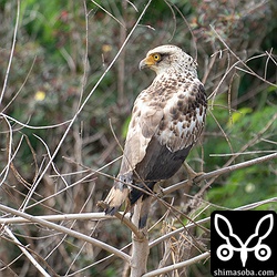 こちらも手持ちで遠くのカンムリワシ幼鳥。画素数も増えてトリミング耐性もあります。