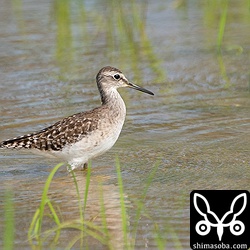 田んぼにはタカブシギがどさっと入っていた。冬羽から夏羽へ換羽中。