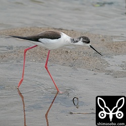 セイタカシギのメス成鳥。こちらは単独での飛来。