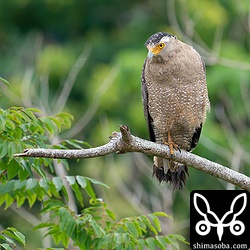 北部のカンムリワシ。