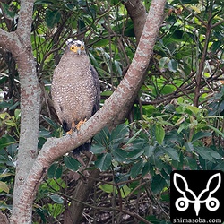 こちらのカンムリワシは2羽が同じ牧草地にいました。おそらくカップルなのでしょう。