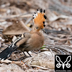 翼を伸ばしてリラックスするヤツガシラ。