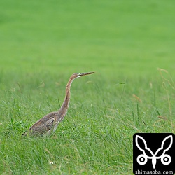 こちらも若い個体。