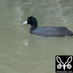 オオバンは数を減らしていた。沖縄本島では近年、越夏するオオバンもいますが、石垣島では見ないですね。