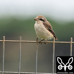 尾羽のないシマアカモズ。ツミにでも襲われたのか?