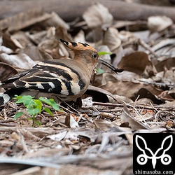 ゴキブリを捕まえた。