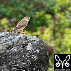 チョウゲンボウの若いオス。雨覆に幼羽が多く残っていますので第1回夏羽でいいのかな。