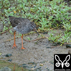 ほぼ夏羽のアカアシシギ。数羽が水路に降りていた。