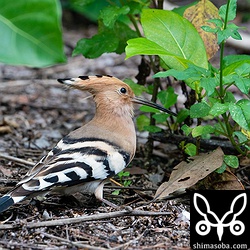 別の場所で見つけたヤツガシラ。渡ってきたばかりのような雰囲気でした。