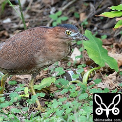 ズグロミゾゴイ成鳥。第1回夏羽かな?