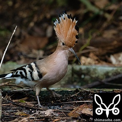 この個体は頻繁に冠羽を開いていました。