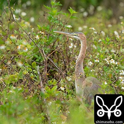 ムラサキサギの若い個体。