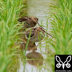 第1波のタシギは抜けたと思っていましたが、2羽発見。