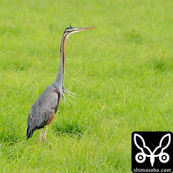 ムラサキサギ成鳥。牧草地や田んぼなどで多くの個体に出会えました。