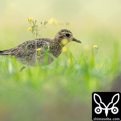 ムナグロが8羽、学校の校庭に降りていた。オオチドリは混ざっていなかった。^^;