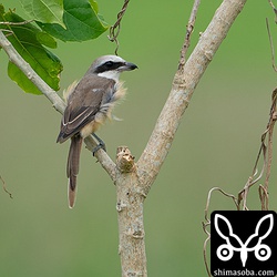 シマアカモズの成鳥オス。換羽が進んでぼろぼろですね。