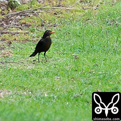 クロウタドリの成鳥オス。美しいです。