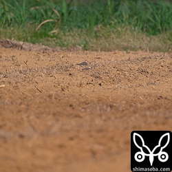 600mmでこの状態。肉眼では発見が難しい距離です。^^; 同じような畑が続く中から根気よく探し出すなんて「さすがスポッターさんだなー」と感心。