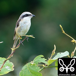 シマアカモズのオス成鳥。