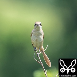 シマアカモズのメス。