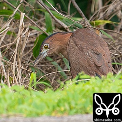 県道沿いで餌を探すズグロミゾゴイ。