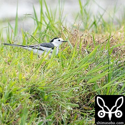 ホオジロハクセキレイのオス成鳥。