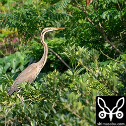 若いムラサキサギ。