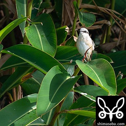 シマアカモズのオス第1回夏羽。