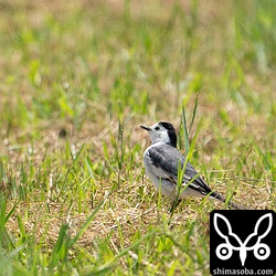 上空を気にしていた。