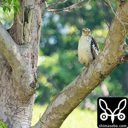 牧場の中のカンムリワシ幼鳥。それにしても200-600のボケ汚い…。^^;