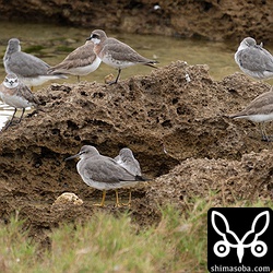 キアシシギとメダイチドリ。