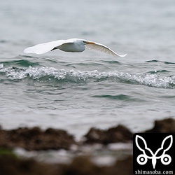沖合をクロサギの白色型が飛んでいた。