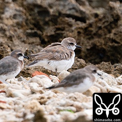 微妙なんだけどオオメダイチドリ。