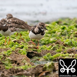 ほかのシギ、チドリが寝ている中、キョウジョシギは群れで歩きながら獲物を探していた。