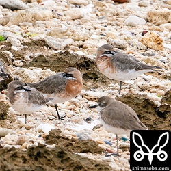 寝ているメダイチドリ。