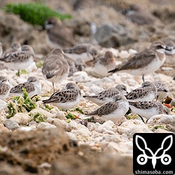 トウネンは冬羽の個体からほぼ夏羽の個体までバリエーションに富んでいる。