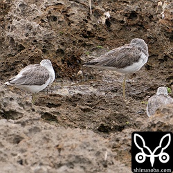 アオアシシギ冬羽。