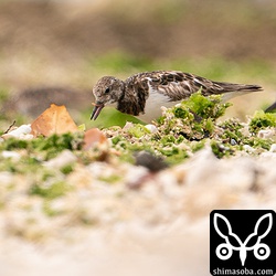 キョウジョシギが小さなミミズのような生物を捕まえた。