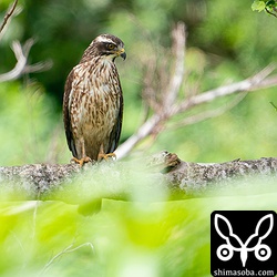 まだ渡らないサシバ。昨年生まれの個体は繁殖に参加しないので先を急がないのでしょうか?