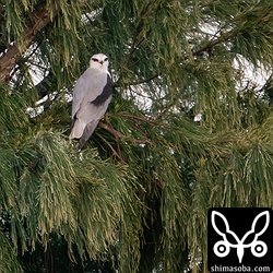 繁殖失敗したカタグロトビ。毎日観察している人の話によると、営巣木に歩いて近く不届きものがいたそうです。